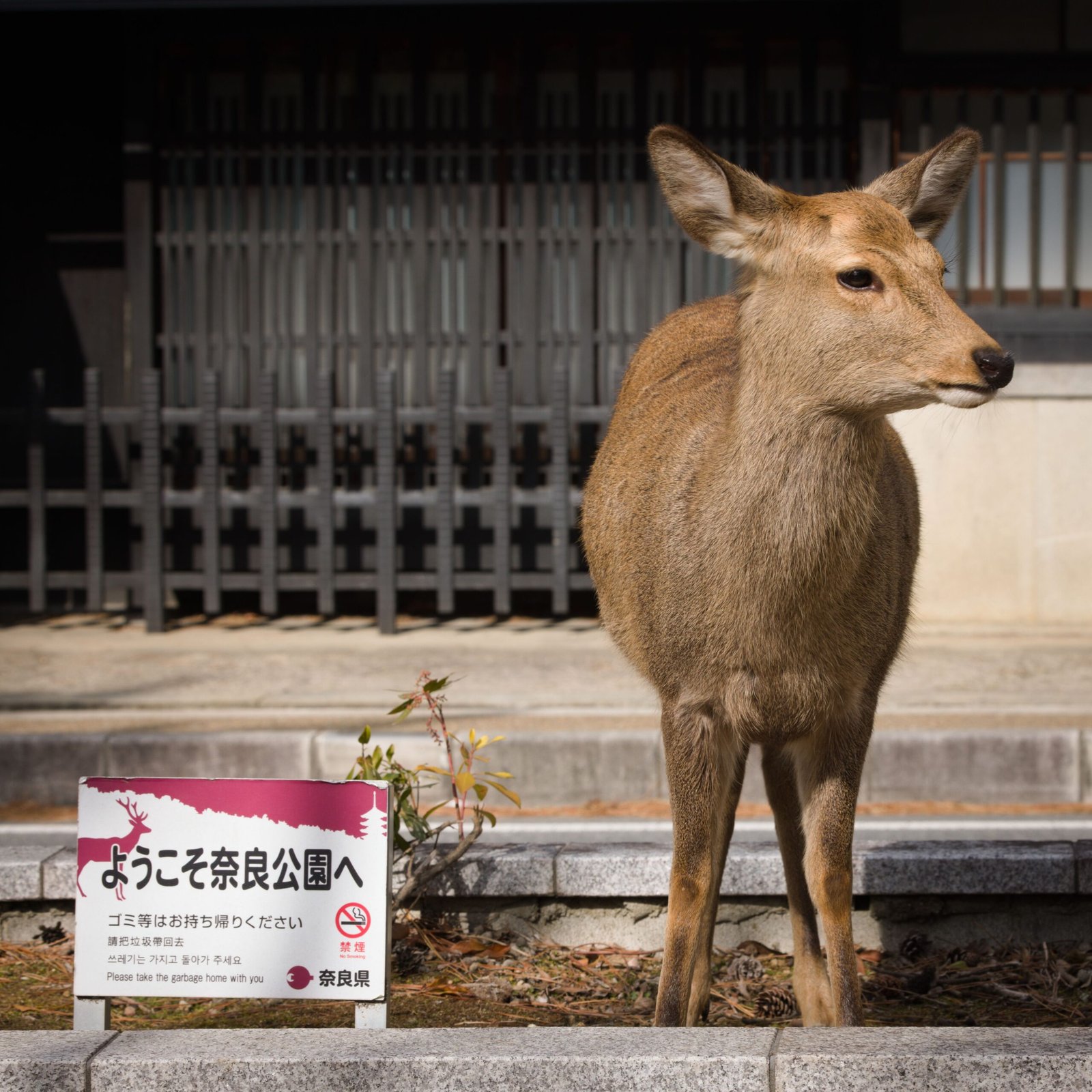 Sika deer standing by sign in Nara Park during daylight.