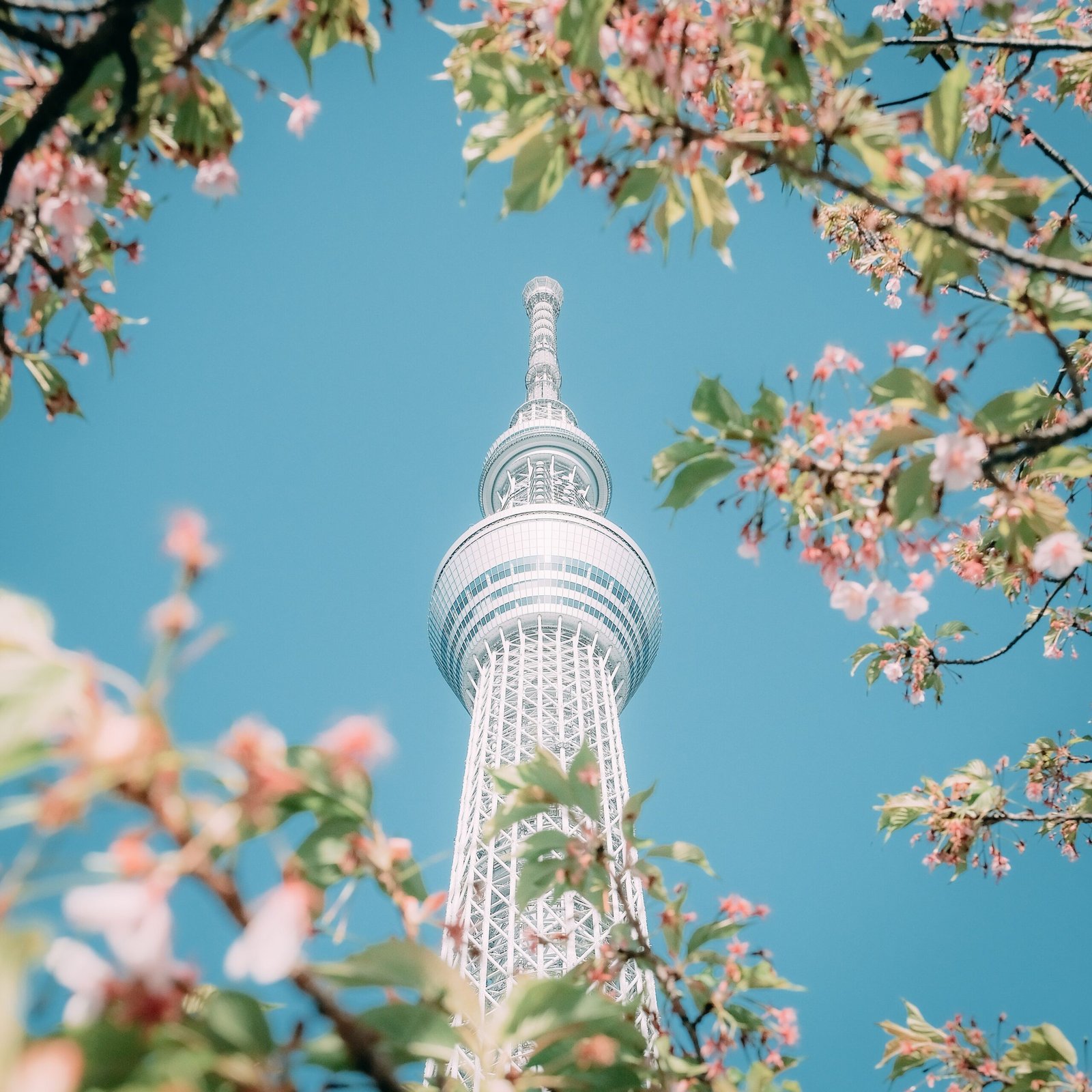 Low angle of blooming cherry tree growing near famous Tokyo Skytree broadcasting and observation tower located in Sumida ward under cloudless blue sky