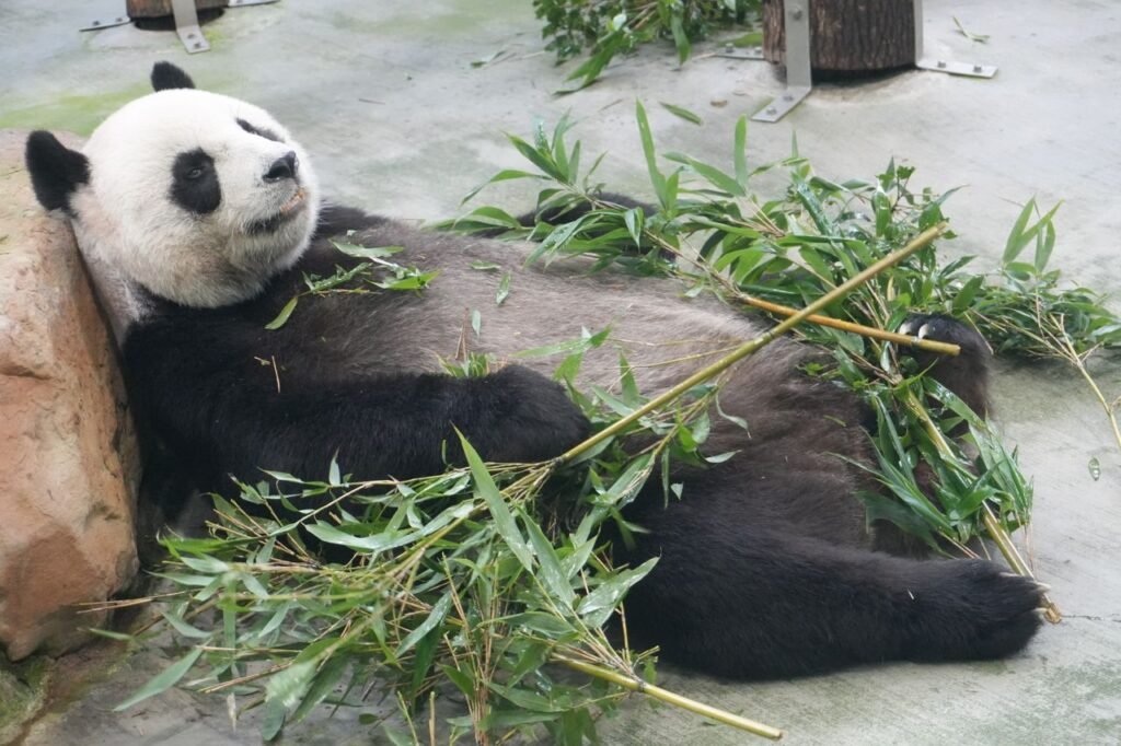 A giant panda leisurely resting among bamboo leaves, showcasing nature and wildlife relaxation.