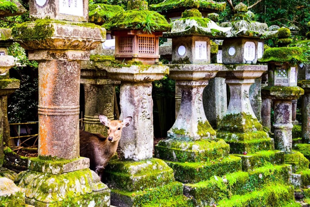 A deer stands among ancient moss-covered stone lanterns in Nara, capturing the serene blend of nature and culture.